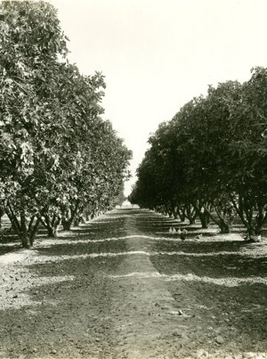 A dirt road runs through an orchard of trees