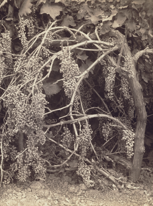 A black and white photo of grapevines