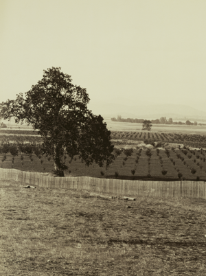 A tree is in a grassy field, with a young orchard of trees in the background.